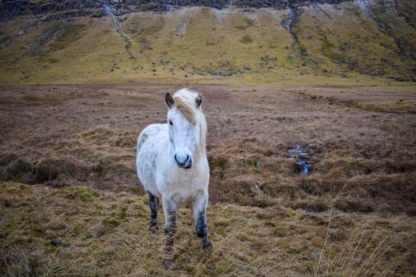 Islandský koník , Islandské koníky vyzerajú ako poníky sú menšie, ale pred domácimi to nehovorte sú na to hákliví :)