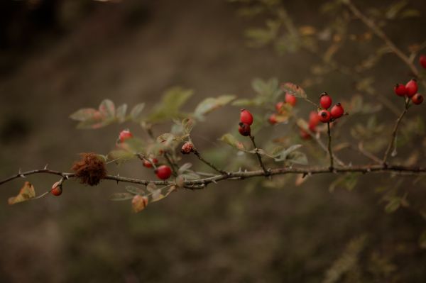 obrázok 3905 - Zázrivá, Malá Fatra - SVADBA