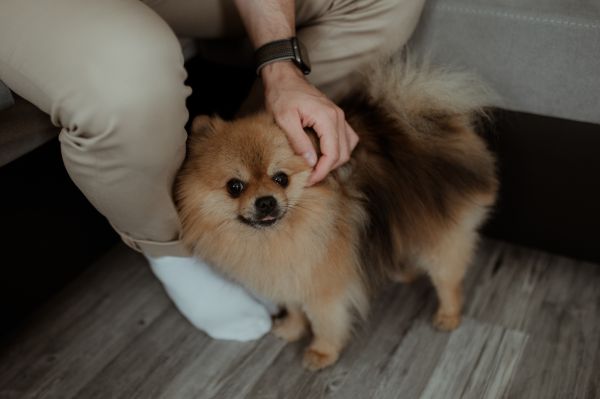 obrázok 3262 - Zemiansky dvor Šúrovce - SVADBA