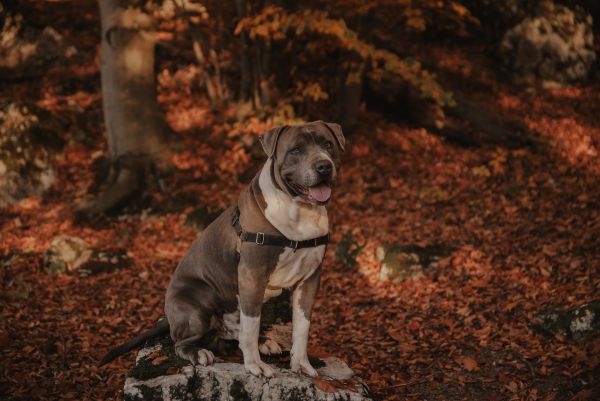 obrázok 692 -  - RANDE